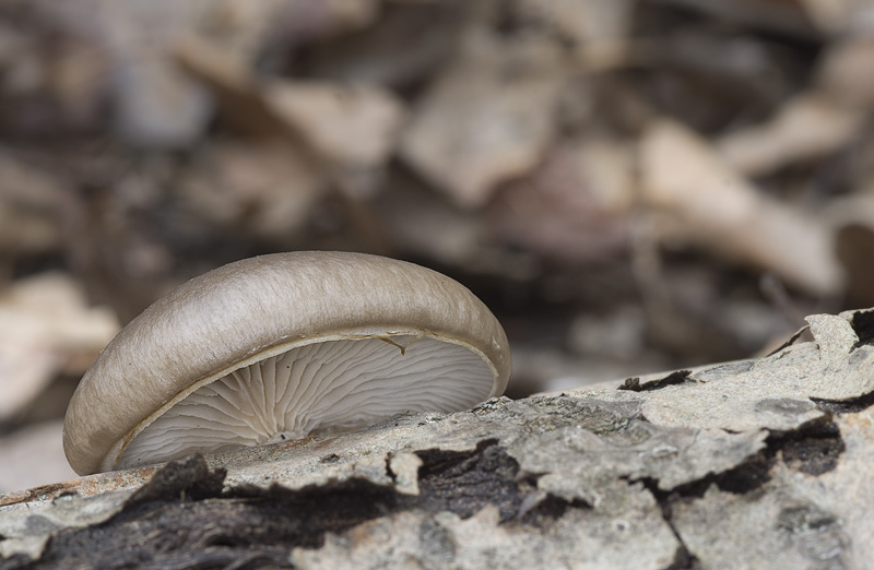 Pleurotus calyptratus